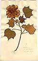 Hibiscus mutabilis L., front