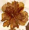 Hibiscus mutabilis L., flower x4