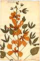 Hibiscus sabdariffa L., framsida