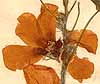 Hibiscus sabdariffa L., flower x8