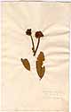 Hibiscus salicifolius L., framsida