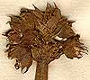 Hibiscus salicifolius L., inflorescens x8