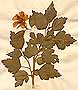 Hibiscus syriacus L., närbild, framsida x2