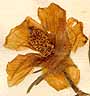 Hibiscus syriacus L., inflorescens x8