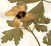 Hibiscus trionum L., närbild, framsida