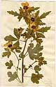 Hibiscus trionum L., framsida