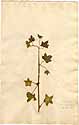 Hibiscus vitifolius L., front