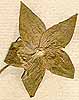 Hibiscus vitifolius L., x8