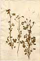 Hibiscus zeylanicus L., framsida