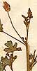 Hibiscus zeylanicus L., inflorescens x8