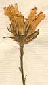 Hieracium porrifolium L., inflorescens x8