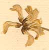 Hippocrepis comosa L., blomställning x8
