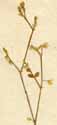 Holosteum cordatum L., blomställning x6