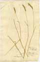 Hordeum secalinum L., front