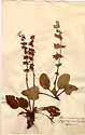 Horminum pyrenaicum L., framsida