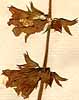 Horminum pyrenaicum L., blommor x8