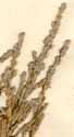 Hudsonia ericoides L., blomställning x6