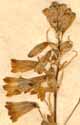 Hyacinthus amethystinus L., blomställning x6