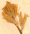 Hyacinthus cernuus L., blomställning x8