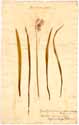 Hyacinthus cernuus L., front