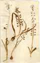 Hyacinthus comosus L., front
