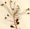 Hyacinthus comosus L., inflorescens x6