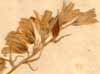 Hyacinthus non-scriptus L., blomställning x5
