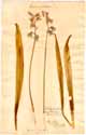 Hyacinthus non-scriptus L., framsida