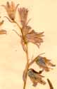 Hyacinthus non-scriptus L., blomställning x4