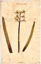 Hyacinthus orientalis L., front