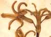Hyacinthus orientalis L., inflorescens x6