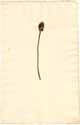 Hyacinthus racemosus L., framsida