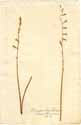 Hyacinthus serotinus L., front