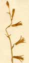 Hyacinthus serotinus L., blomställning x6