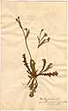 Hyoseris cretica L., framsida