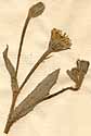 Hyoseris cretica L., inflorescens x8