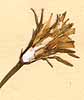 Hyoseris radiata L., blomställning x8