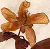 Hypericum ascyron L., blomma x8