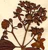 Hypericum bacciferum L., blomställning x8