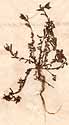 Hypericum humifusum L., närbild, framsida x6