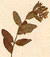 Hypericum humifusum L., närbild x8