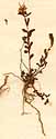 Hypericum humifusum L., inflorescens x8