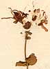 Hypericum nummularium L., inflorescens x8