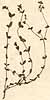 Hypericum sp., närbild x5