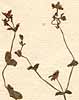 Hypericum sp., blomställning x8