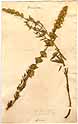 Hyssopus officinalis L., framsida