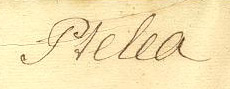 Linnaeus handwriting