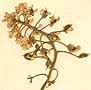 Iberis amara L., blomställning x8