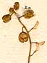 Iberis nudicaulis L., blomställning x8