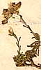 Iberis saxatiles L., blomställning x8